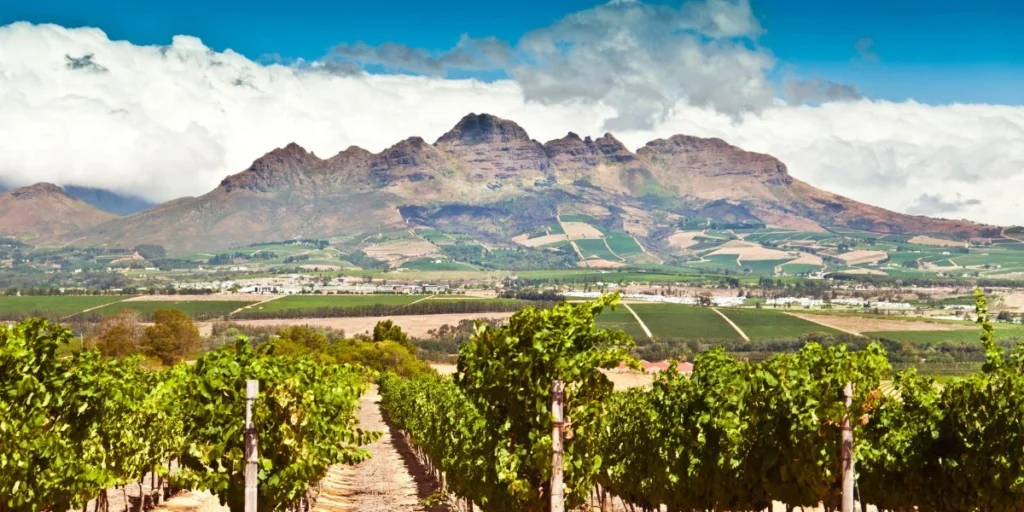 stellenbosch vineyards