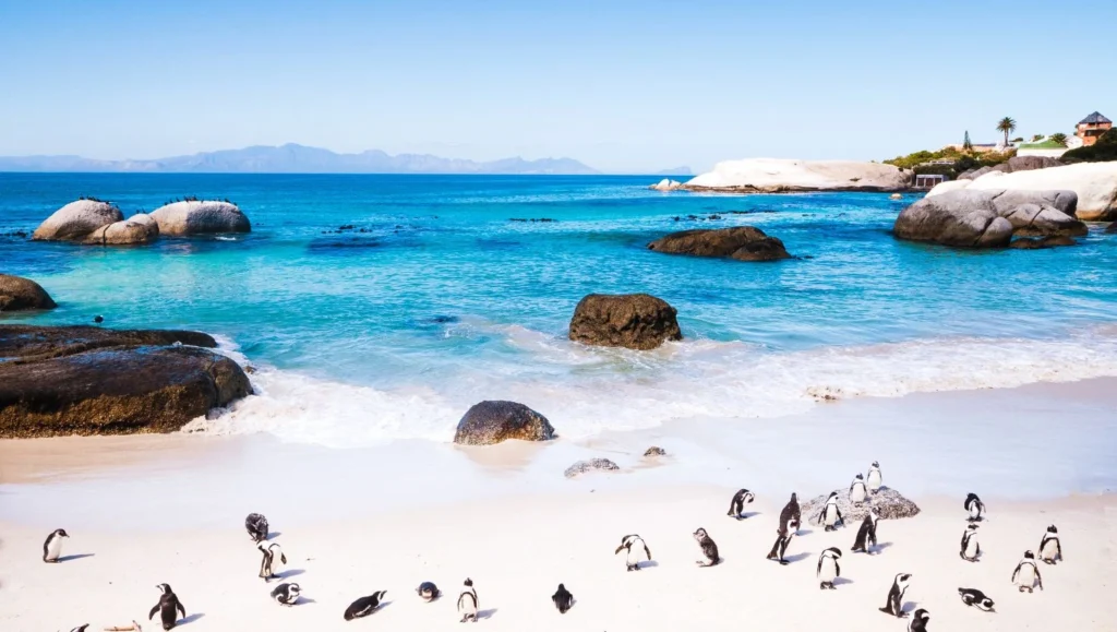 cape town holiday penguins on beach