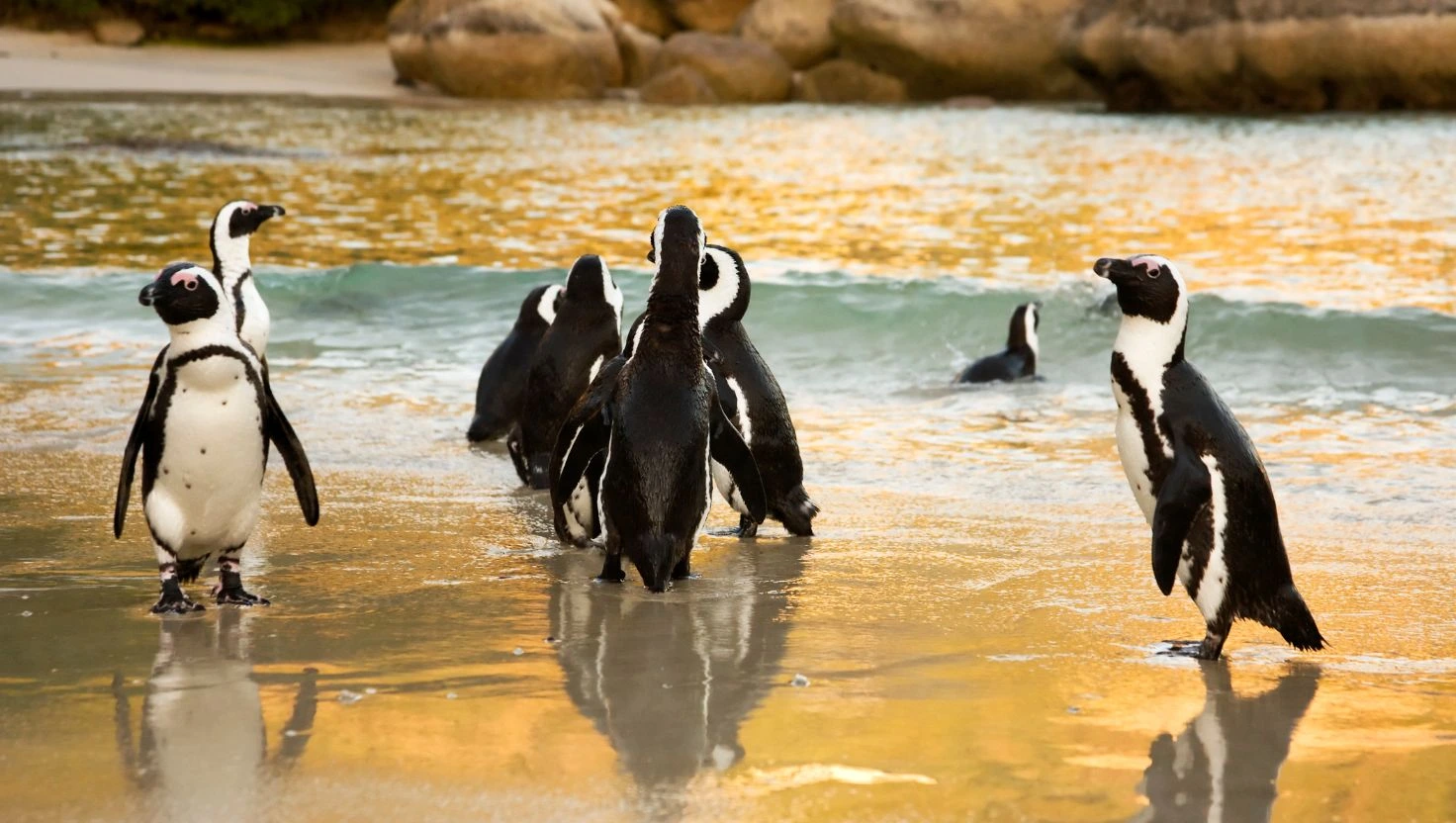 retreat programs penguins playing