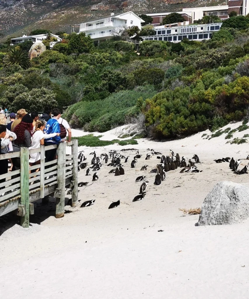 sightseeing cape town boulders beach with penguins