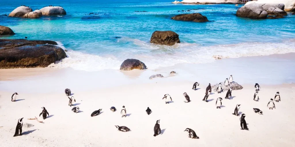 boulders beach cape town sightseeing