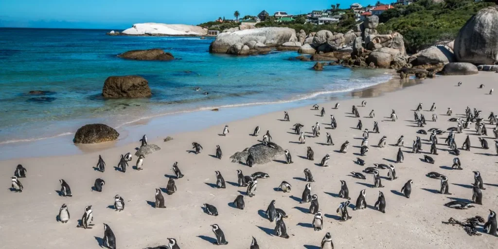 boulders beach cape town sightseeing