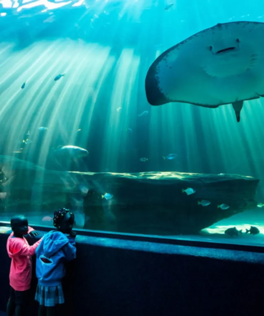 sightseeing cape town 2 oceans aquarium