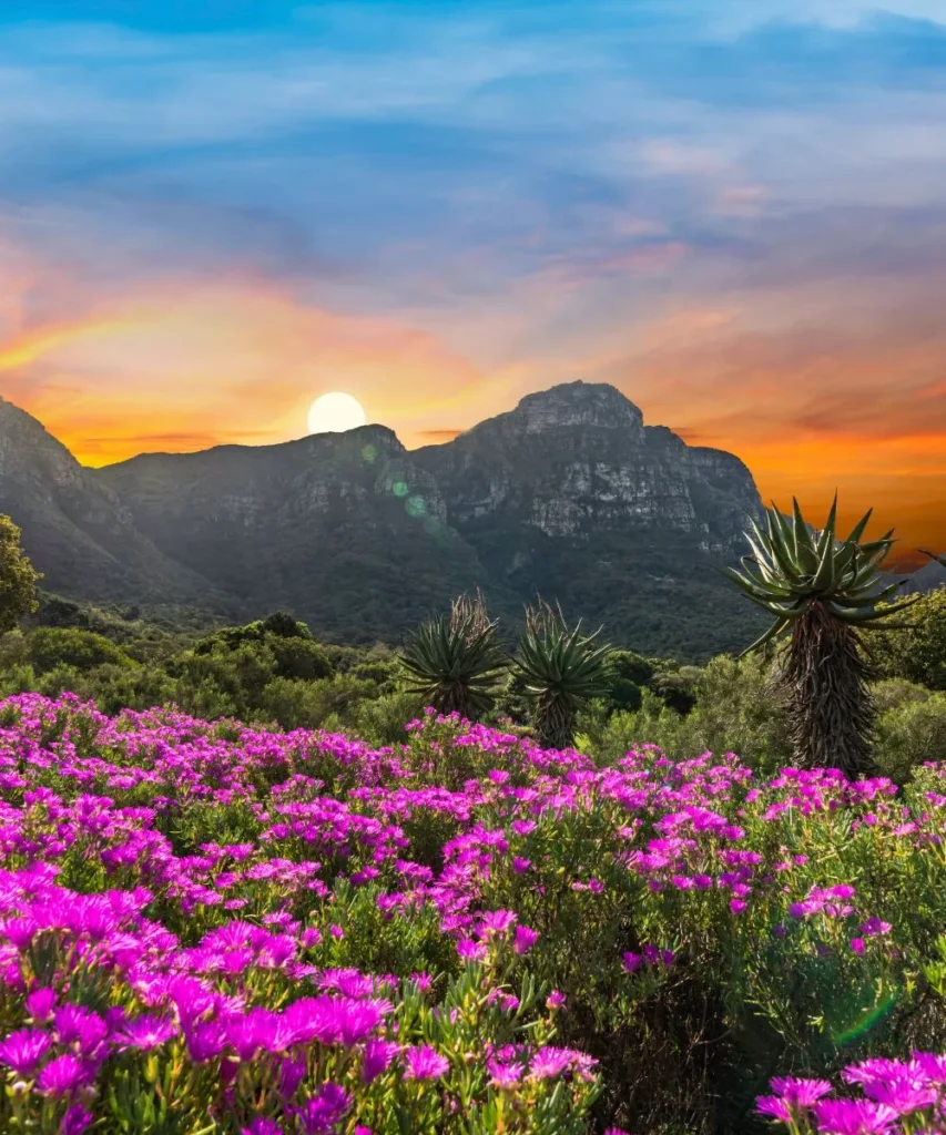 sightseeing cape town kirstenbosch