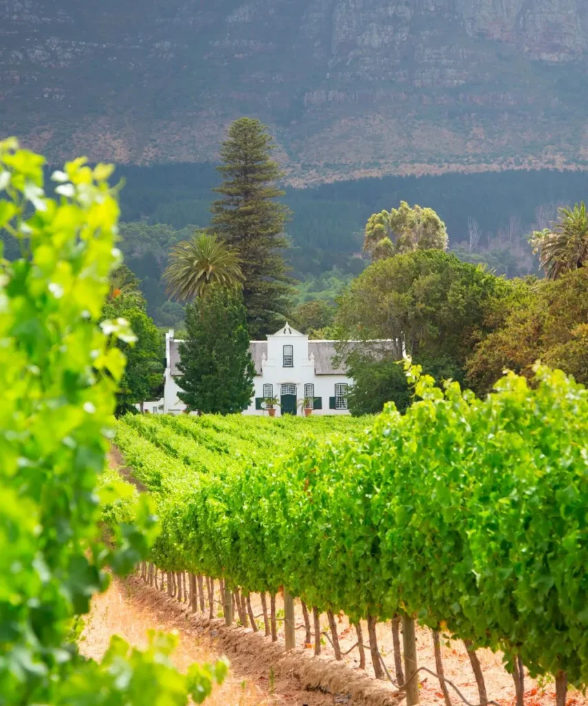 sightseeing cape town stellenbosch