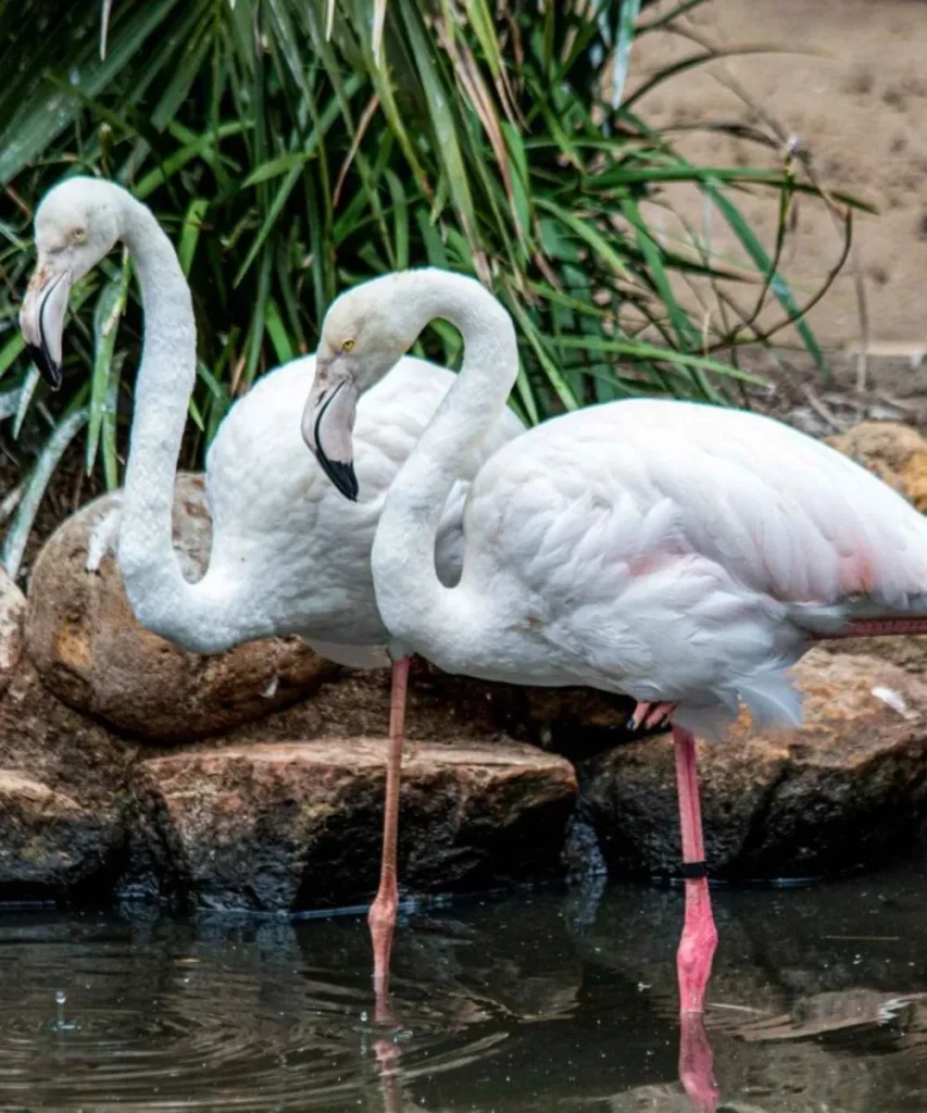 sightseeing cape town world of birds